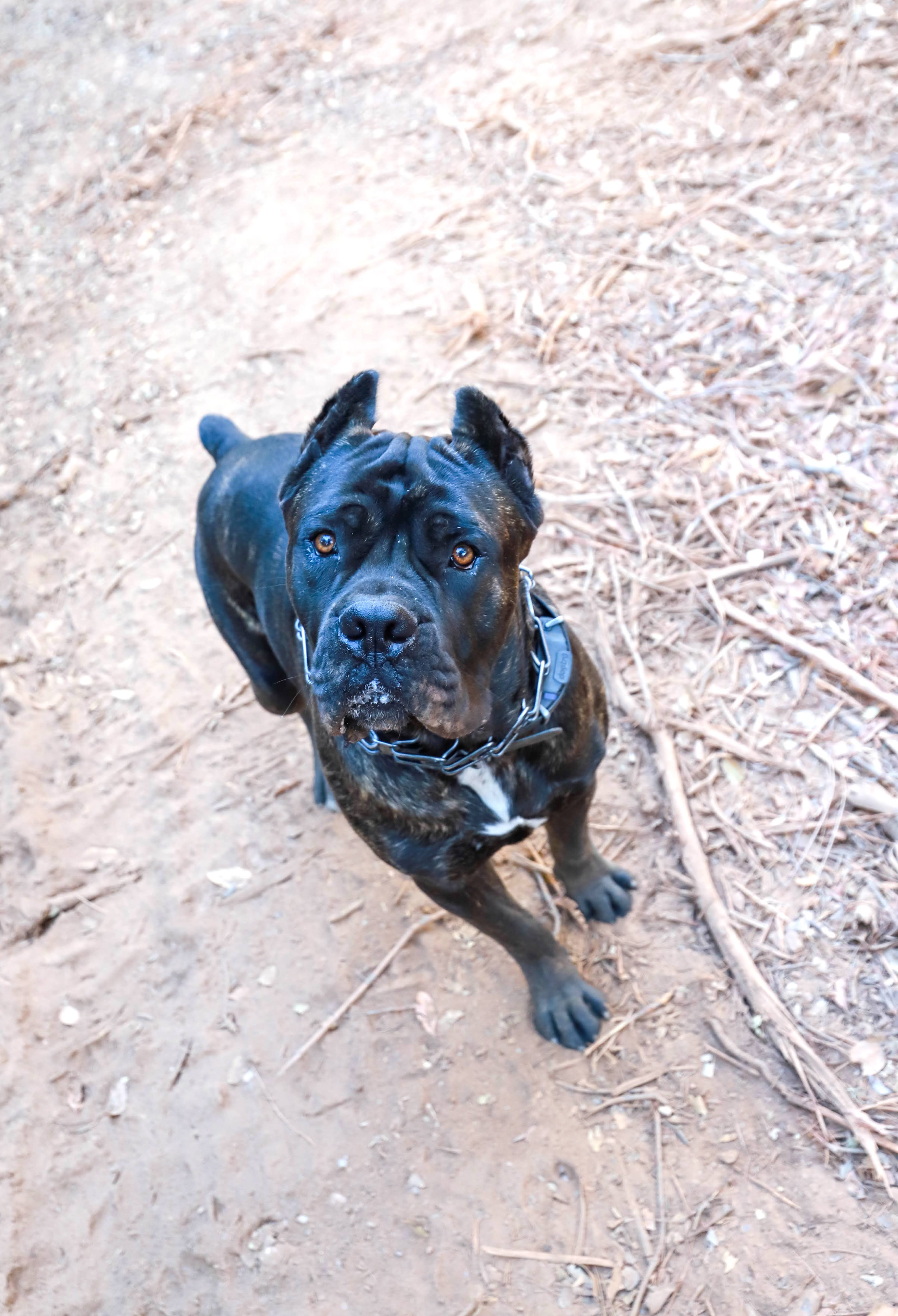 Vito the Cane Corso, Zeller Real Estate's Chief Showing Assistant